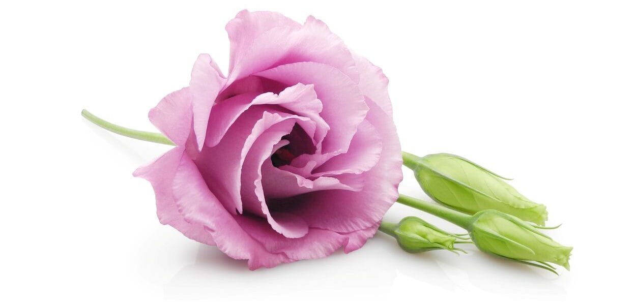 Skin Rejuvenation Clinic Brides Wedding Preparation
