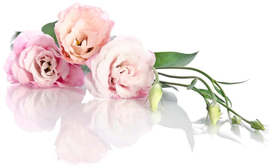 Skin Rejuvenation Clinic Brides Wedding Preparation